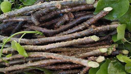 [BRSW2AIQOAFQMGYV] GILOY/GILOE/GUDUCHI/GILOY (PACK OF 10) / ????? / GILOY STICK BY SWASTIK RYNOK