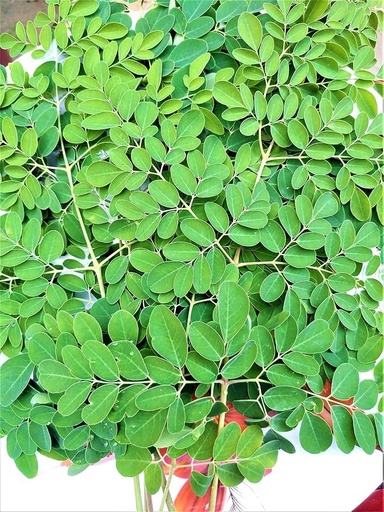 [BRSRYFA3OYPRMFIY] Fresh Organic Moringa Leaves (100 GRAMS)