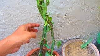 [BRSRMZD4B4IW23Y3] Hadjode,Veldt Grape,