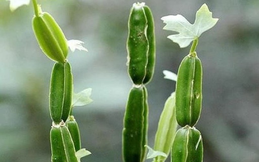 [BRSRMZD4BUGRGH3K] Harjod (Hadjod) Live - Cissus Quadrangularis (Veldt Grape), Ayurvedic Medicinal Herb for Home Garden, Fast Growing & Healthy