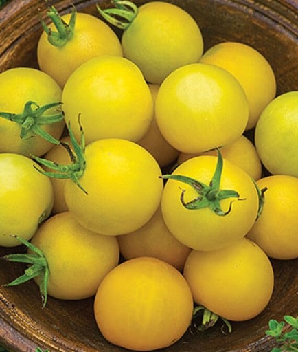 [BRSRAGAYCIAREAAV] Willvine Honey Delight Hybrid Tomato 120 Seeds for Planting