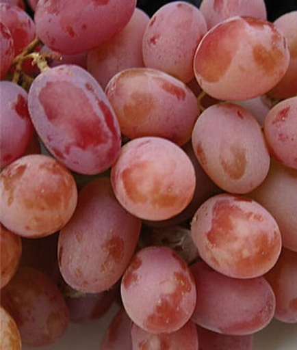 [BRSRACQ7PIJRO333] Grape, Einset Seedless PP6160-(60 Seeds)