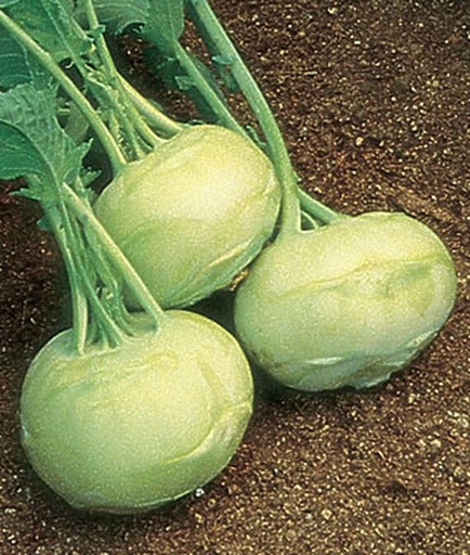 [BRSRAGAEAAIGG2Y7] Willvine Kohlrabi, Early White Vienna 120 Seeds for Planting