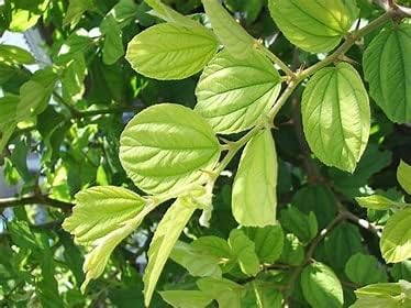 [BRSREYADOUPQMCD4] Fresh Ber Leaves Green Leaf (Ber Ke Patte) 100 count | Pure & Natural | (Fresh 100 Ber Leaf) Indian jujube, Ziziphus jujuba