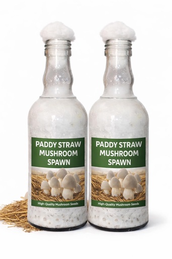[BRSRGAQ3AF5BQ2QU] Paddy Straw Mushroom Spawn, 400g Bottle, High-Yield Mycelium for Fast and Reliable Cultivation