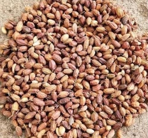 [BRSRYYYEBEIGCAY6] Neem Seeds (Nimboli), Azadirachta indica, Natural Ayurvedic Herb, for Skin, Hair, Blood Purification and Immunity (50 g)