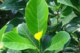 [BRSW2HD3AUPGCAL6] ROYAL NATURE JACK FRUIT TREE LEAVES-50 NOS