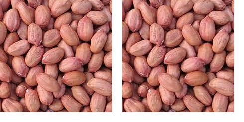 [BRSRYZAOOEPBUYD5] Nutwiz Peanut Raw 600 Grams (200 Grams X 3) High Protein Kacchi Moongfali For Weight Loss,Diet Plans,And Healthy Indian Meals|Singdana Best For Chutney,Poha,Chaat & Ghar Ka Khana (Pack of 2)