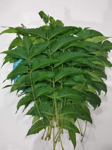 [BRSWYGQFOUNWEFI7] Aim Fresh Pure Organic Neem Leaves 300 gm Nimba Pati Indian Lilac Neem Patra