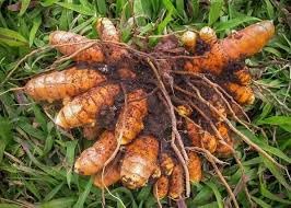 [BRSRGGI6AQORSF3G] Fresh Organic Raw Turmeric Kaccha Haldi for Home Gardening & Daily Use ? 250 g AG_31