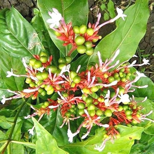 [BRSRAHAPOAPQOCLH] Sarpagandha plant original pack of 1