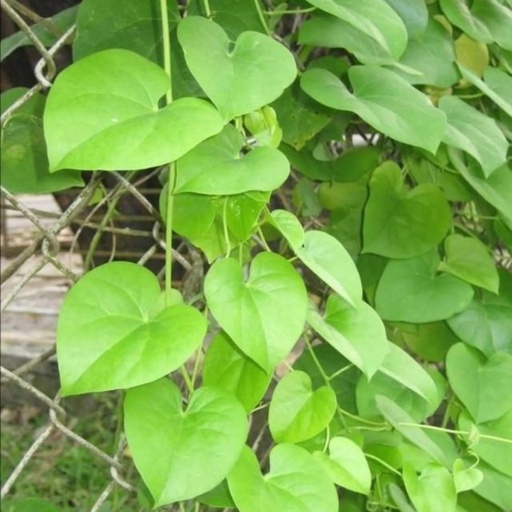 [BRSRYGA5OQPW22YZ] Fresh Giloy Leaves | Heart-leaved moonseed | Fresh Giloy Leaf - 31 Leaves