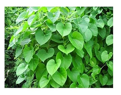 [BRSREFI7BAIBAHTG] Giloy/Neem Giloy Fresh Herbal 50 Leaves, Indoor/Outdoor - Live Plant