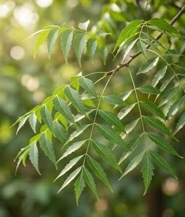 [BRSREBILAAJRS2DJ] Neem Leaves (330 gram) patti shuddh 100% Organic Handpicked Ayurvedic Herbal Margosa for Health Skin And Hairs Care Boost Immunity