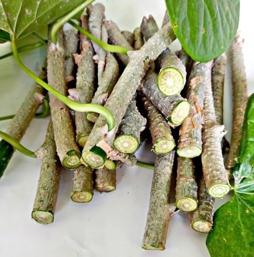 [BRSRGYIEPN7BOCDU] Giloy Fresh Medicinal Herb Stems, Natural Green, Raw Cut Form, Traditional Ayurvedic Plant Material, set of 30 stems
