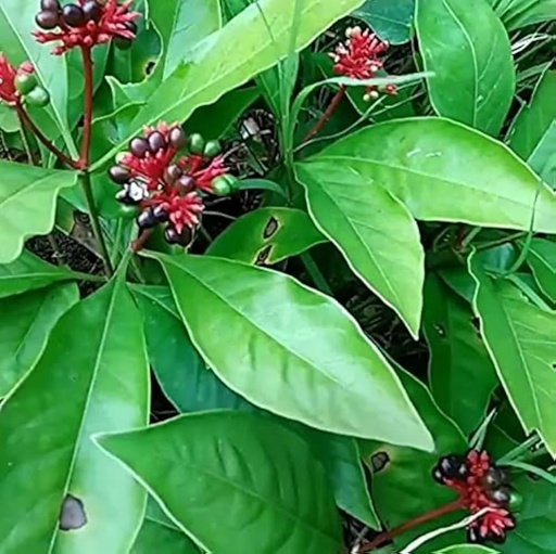 [BRSRAHAPAAJRQGT2] Sarpa gandha plant original pack of 1
