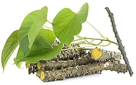 [BRSROBI5DN6A2DTU] KD Giloy Natural Guruch Gulvel Guduchi Fresh Plant Stems Sticks Giloya Bel (7-inch) Set of 10