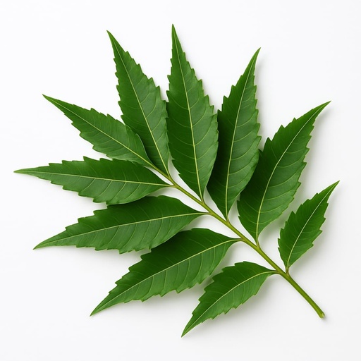 [BRSRAGLYDN4AMEQV] JETHIYA Fresh Neem Leaves 100g | 100% Organic Herbal Neem Patte | Ayurvedic Medicinal Plant for Skin, Hair & Health Benefits | Natural Neem Leaf Fresh for Bath & Remedies