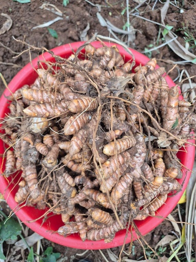 [BRSRG2QFPIJRAA3X] Lakadong Turmeric Fresh Organic Root, Premium Grade with High Curcumin Content 7-12%, Pure Natural Rhizomes for Therapeutic Use