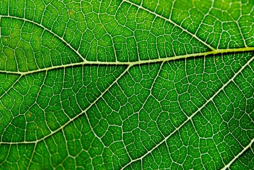 [BRSRMBI7AAHAAA3V] Geweihfarmen – 100% natürliche 12,000 mg flüssige Chlorophyll Tropfen, Konzentrat Extrakt 2-8X Stärker, 60 Portionen, 2 Unzen - Immununterstützung, Energie Booster, Detox, Frische Minze Geschmack