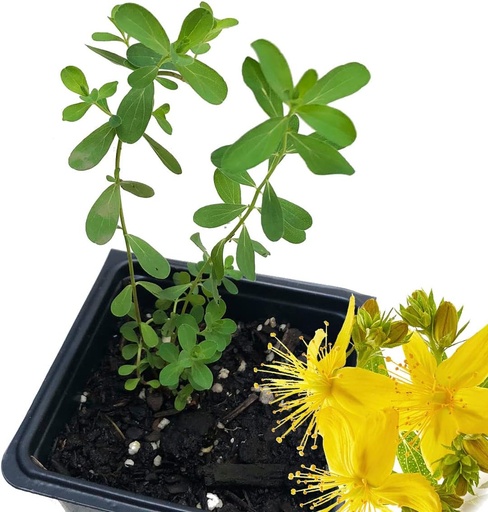 [BRSRMEALBZ5QO3DL] Organic Saint John's Wort Plant, (Hypericum Perforatum) 2.5 inch Pot - St. John's Wort Live Plant
