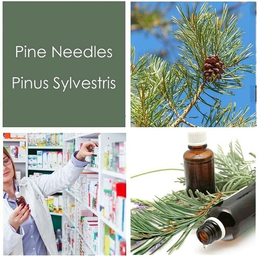 [BRSW2EL4OAFRQALA] HPDC+ Health & Nutrition Pine Needles Natural Liquid Extract Tincture High in Vitamin C, bioflavonoids, antioxidants, shikimic Acid (100ml / 3.38 fl oz)