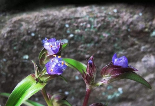 [BRSRMFT7BACRGGTU] 3.55 Oz. Cyanitis Ecdysseone khai thác Powder, tinh khiết và mạnh 98% ECDysterone & Dioscin Công thức, xây dựng các cơ đặc nhanh và 100% tự nhiên