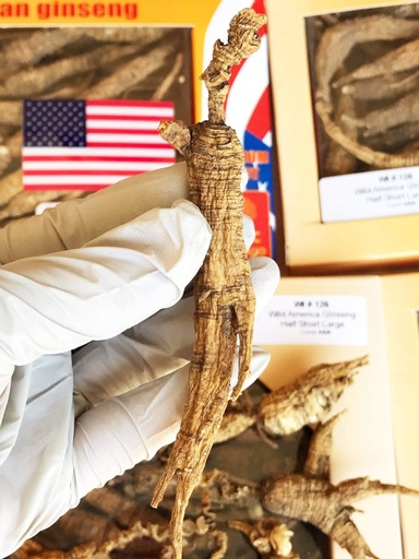 [BRSWGBQTBMPQIHLJ] 8OZ=227g/Box American Wild Ginseng 15~20 Years, Wisconsin Whole Ginseng Root Hand-Selected | 美国威斯康辛州野生西洋参 花旗参 野泡参 大号 |Cultivated American Wisconsin Ginseng Lager WI 126#L 8OZ/Box