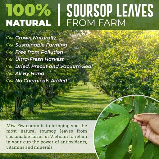 [BRSRAYAECANBQ3IZ] Soursop Graviola Dried Leaves Tea, 250+ Guanabana Leaves, No Gluten, Wildcrafted, Hoja Guanabana, Loose Leaf Herbal Tea, Precut, Relaxing, Good Sleep