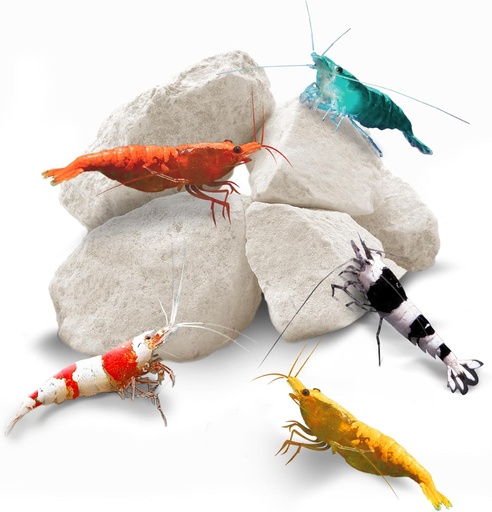 [BRSWIZYKC4BBC3I3] SunGrow Shrimp Rocks, Calcium, Magnesium Rocks for Crayfish, Hermit Crab, Snails, Crustacean Care, Aquarium Decor for Crystal Red, Amano and Ghost Shrimps, Nano Tank Accesorios, Fish Tank Supplies