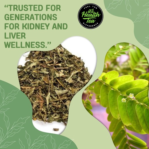 [BRSWGAYZCF5AEDLZ] Stone Breaker Chanca Piedra Tea - Loose Leaf w/ 35 Tea bags - Natural Kidney Cleanse - Kidney Stone Crusher & Gallblader Detox from Peru (Phyllanthus niruri)